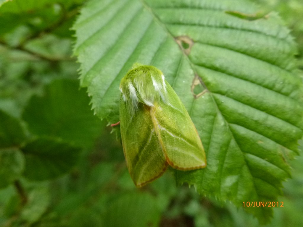La Halias du Hêtre   Pseudoips prasinana